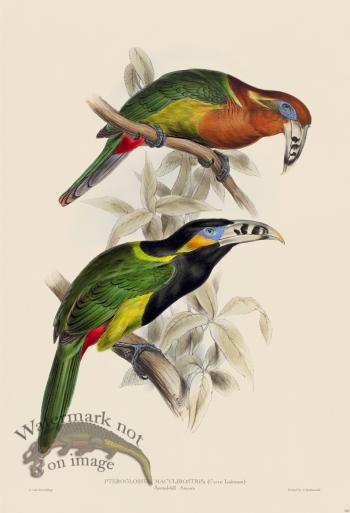 Spotted-bill Aracari